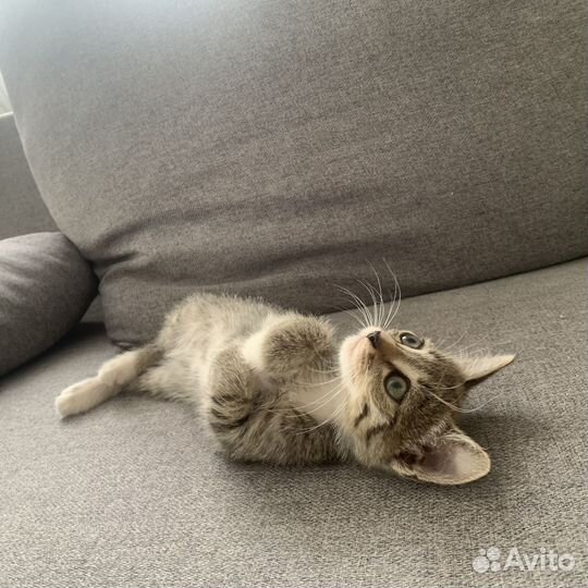 Два котика
