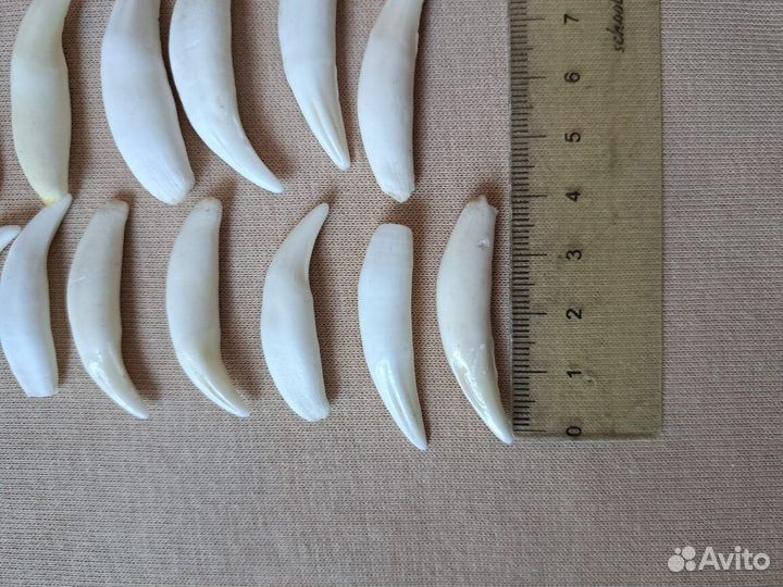 Имитация клыки рыси