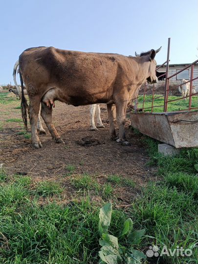 Корова дойная