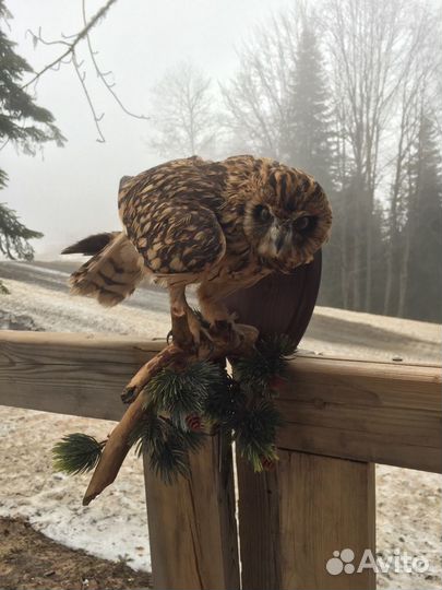 Чучело птицы