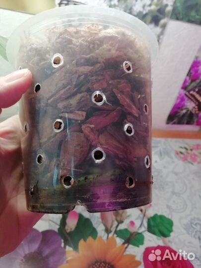 Орхидея фаленопсис Попугай