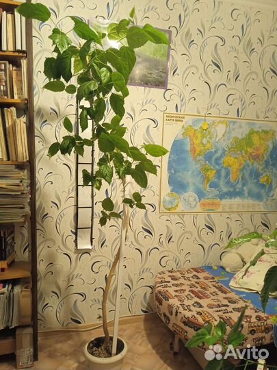 Гибискус, китайская роза для офиса и дома