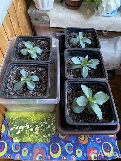 Эустома (лизиантус)