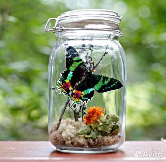 Детская Миниферма Тропических Бабочек ф/б-105