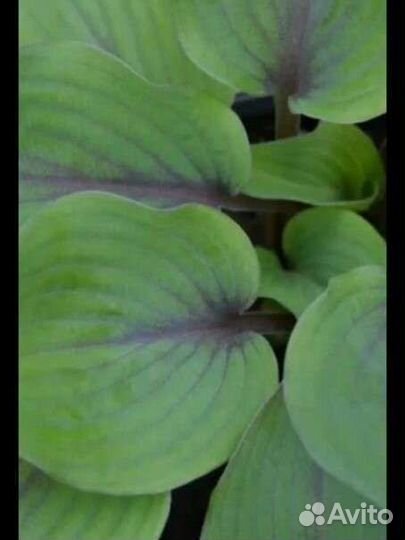 Хосты сортовые