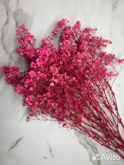 Гипсофила стабилизированная