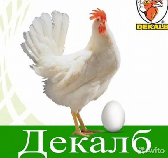 Продаются курочки супернесушка Декалб вайт