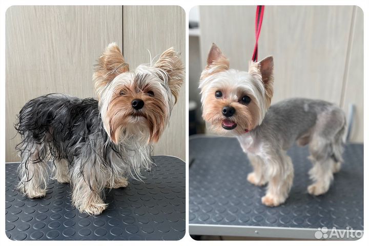 Грумер стрижка собак