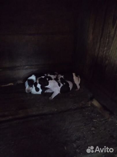 Щенки курцхаара