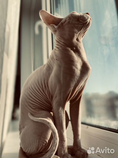 Канадский сфинкс