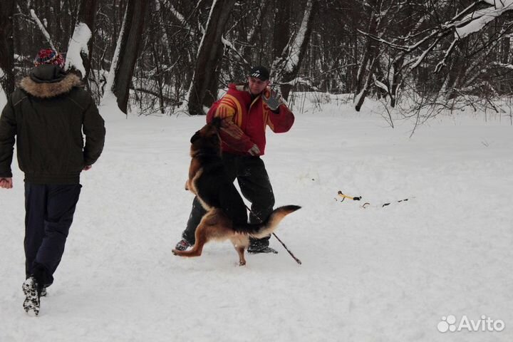 Дрессировка собак в Московской области с выездом