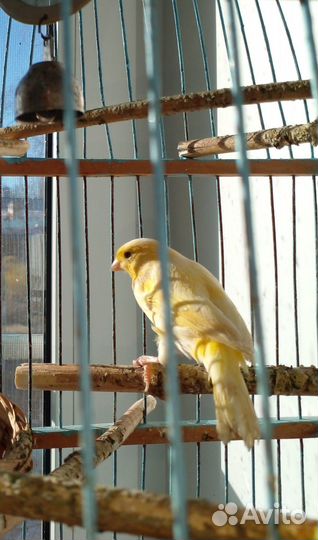 Кенар и кенарки