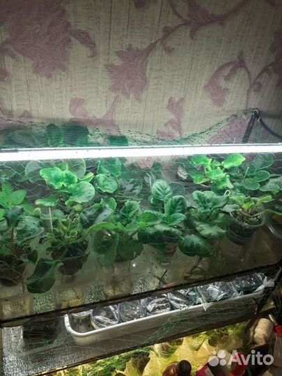 Детки фиалок