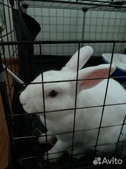 Декоративные карликовые кролики