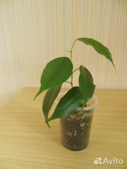 Фикусы Бенджамина, фикусы Пумила разные