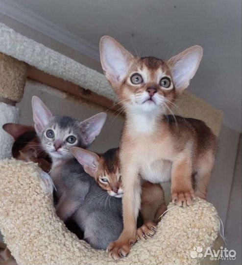 Абиссинские котята