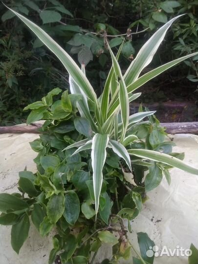 Пеларгония розебудная и другие комнатные растения