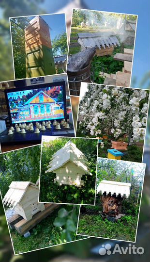 Пчелы пчелопакеты матки Бакфаст, Карника