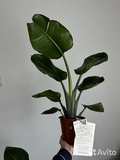 Стрелиция николая