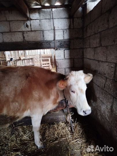 Бычки тёлки