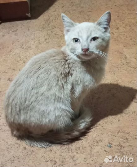 Отдам в добрые руки