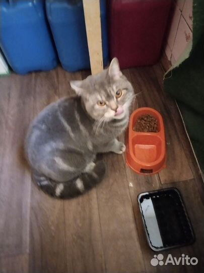 Котика в добрые руки