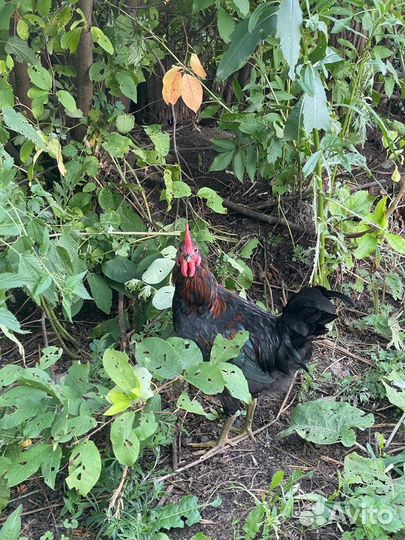 Молодые петухи