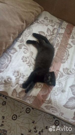 Кошки породистые бесплатно