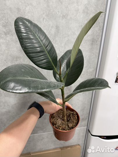 Фикус Лирата домашние растения