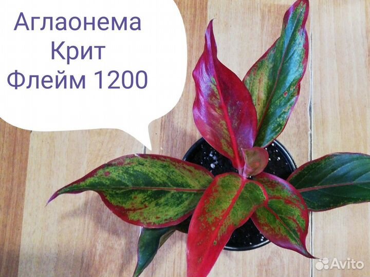 Редкие и красивые сорта Аглаонемы, Кротон