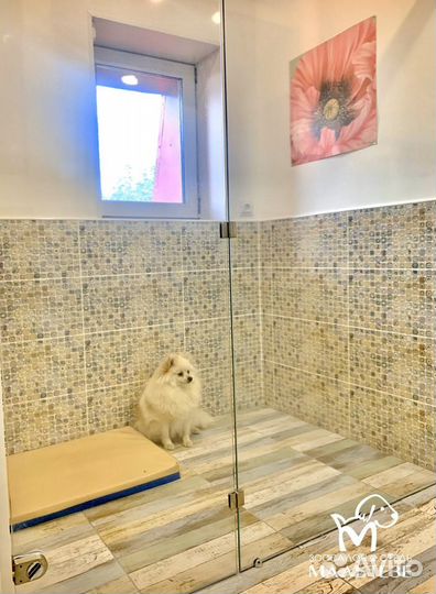 Зоогостиница для собак и для кошек, зооняня