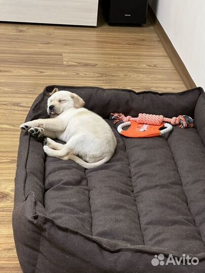 Щенок лабрадора