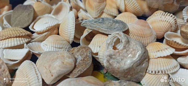 Морские камни И ракушки