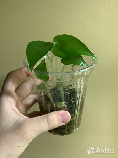 Алоказия кукулата