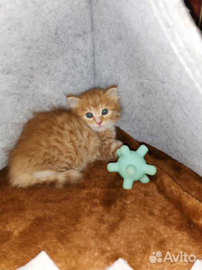 Котёнок 2мес в дар по договору