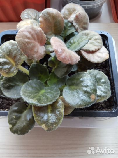 Фиалка голубой дракон