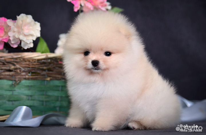 Померанский шпиц