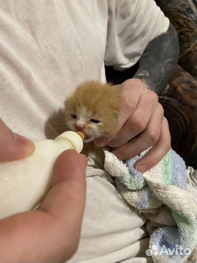 Нашли котят