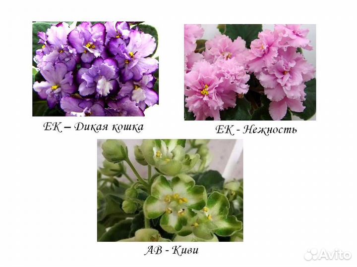 Сортовые фиалки (детки)