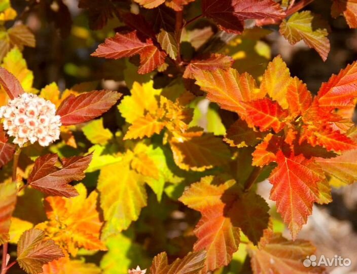 Пузыреплодник, вейгела, калина Бульдонеж