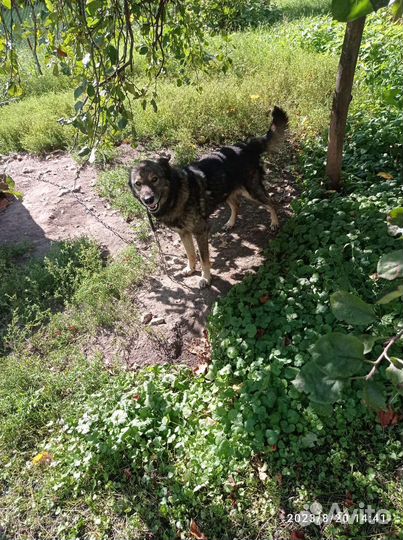 Собака отдам бесплатно. Дворняга с авчаркой