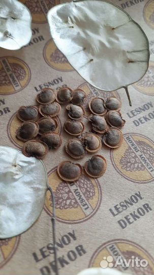 Семена лунарии