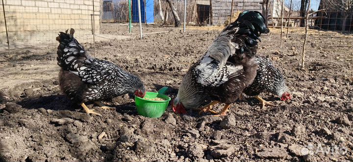 Инкубационное яйцо и цыплята породных кур