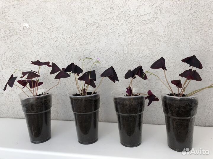 Кислица (оксалис)