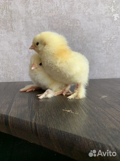 Цыплята суточные брама