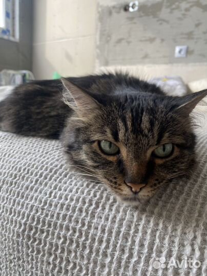 Кошка в дар