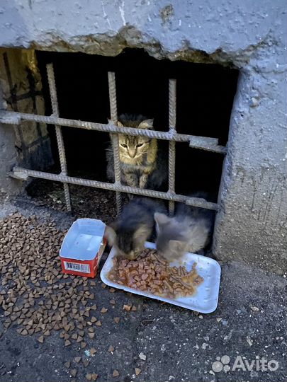 Кошка и котята