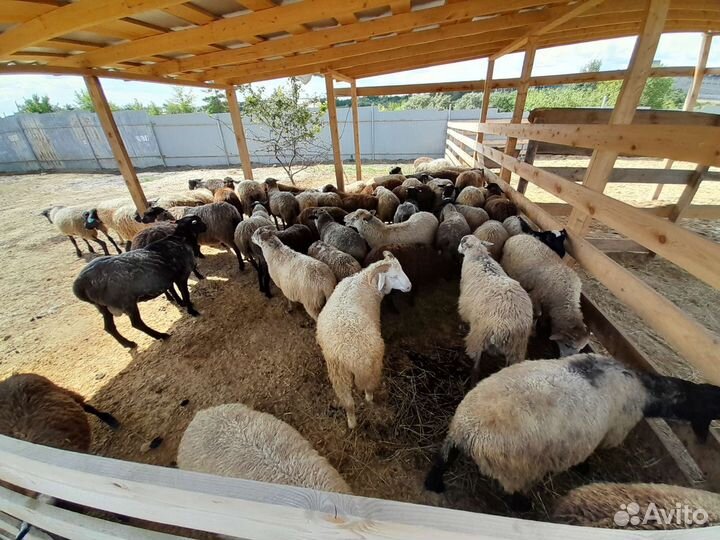 Овцы,ягнята