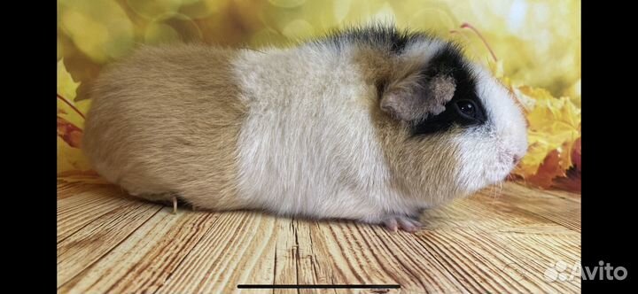 Морская свинка