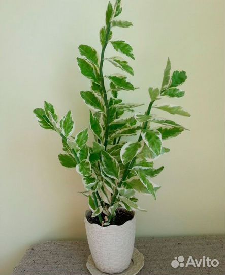 Педилантус комнатный